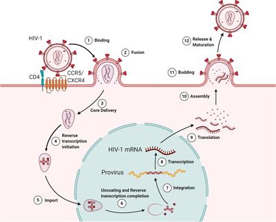 From Entry to Egress: Strategic Exploitation of the Cellular Processes by HIV-1